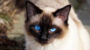 Siamese cats are one of the more popular domesticated cat breeds the modern siamese cat also has an elongated, thin neck and tail. Siamese Price Personality Lifespan