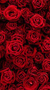 Обои для рабочего стола Текстура роза красная Цветы Много 1080x1920