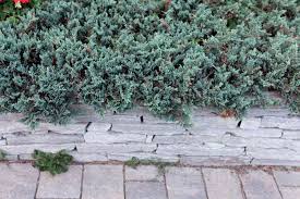 how to grow and care for blue rug juniper