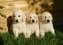 They're beautiful, friendly, intelligent, fun and oh so playful. Golden Retriever Puppies Everything You Need To Know The Dog People By Rover Com