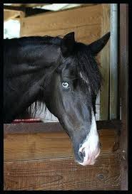 Home Improvement Mystique Equestrian Horses Paint Horse