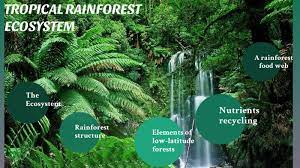 tropical rainforest ecosystem by