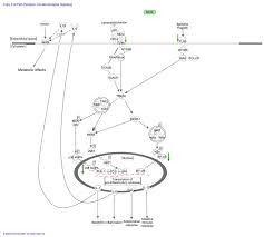 bifidobacterium is subsp lactis