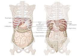 Several organs located in the lower left abdomen are a continuation of those in the upper abdomen, and some are completely different. Abdominal Cavity Amboss