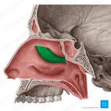 nasal conchae anatomy structure and
