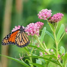 sw milkweed plants bring monarch