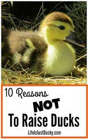 10 reasons not to raise ducks life is