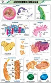 Animal Cell Organelles Chart Animal Cell Animal Cell