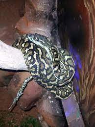 large reptile enclosure reptiles