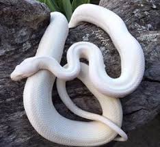 carpet python complex morphs