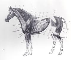 If you'd like to support us and get something great in return, check out our osce checklist booklet containing over 100 osce checklists in pdf format. Managing Equine Back Pain With Massage Tack N Talk