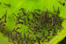 Home Remes To Kill Mosquito Larvae