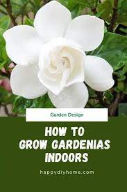 how to grow gardenias indoors happy