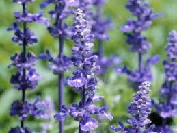 Maybe you would like to learn more about one of these? Benefits Of Lavender Hgtv