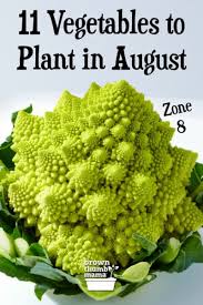 11 Vegetables To Plant In August Zone
