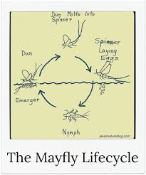 Mayfly Lifecycle Explained For You With A Nice Diagram