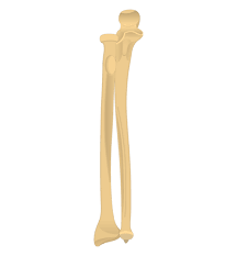 Radius And Ulna Bones Anatomy Anterior Markings