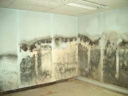 Mold In Basement Walls The Money Pit