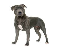 The staffordshire bull terrier hails from the bulldog and the british terrier. Is A Staffordshire Bull Terrier The Same As A Pit Bull Thriftyfun