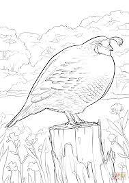 Downloads are subject to this site's term of use. California Quail Coloring Page Free Printable Coloring Pages Coloring Home