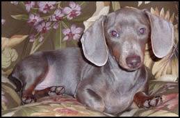 Learn More About Dachshund Colors