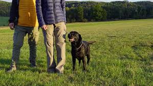 In diesen video zeige ich euch die 10 größten hunde der welt. Wandern Mit Hund In Der Nahe Von Wien Wiener Alpen