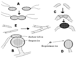 reproducción ual