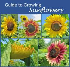 guide to growing sunflowers