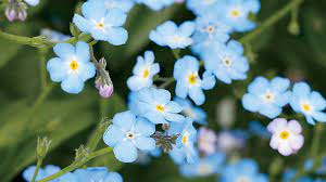 Paint Your Garden With Blue Flowers