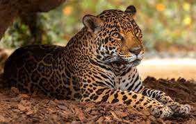 270 jaguar hd wallpapers and backgrounds