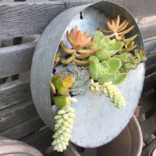 Galvanized Wall Pocket Succulent