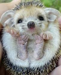 Image result for pictures of baby hedgehogs