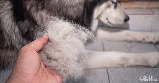 5 reasons dogs lose their hair and how