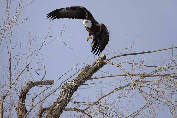 Birds of Prey | Escarpment Magazine