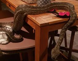carpet python removed from branyan home