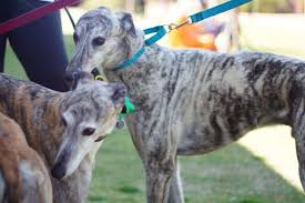 We encourage you to visit the rest of our web site and our kennel to learn more about the temperament and greyhounds are intelligent, affectionate, laid back and exceedingly clean. Wa Greyhound Adoption Dogs Abc News Australian Broadcasting Corporation