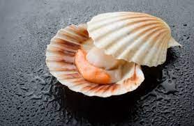scallops nutrition facts calories in
