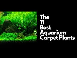 11 best aquarium carpet plants you