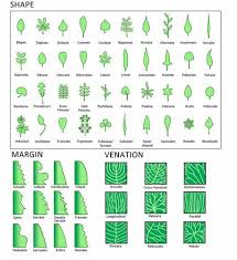Leaf Types Advanced Ck 12 Foundation