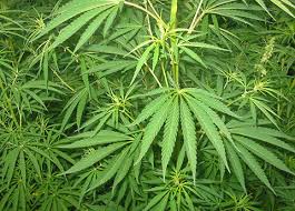 La medicina naturale ha da sempre utilizzato con successo i derivati della cannabis. La Cannabis Contro Il Dolore Cronico Centro Antidolore