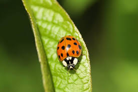 ladybug insect facts a z s