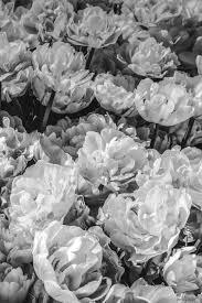 white peony 1080p 2k 4k 5k hd