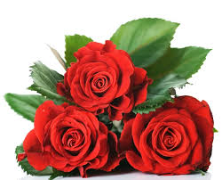 beautiful red roses over white stock