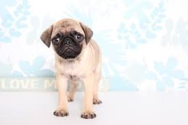 Nobody is perfect, but if you're a pug owner you are pretty close! Pug Puppy For Sale In Naples Fl Adn 63577 On Puppyfinder Com Gender Female Age 9 Weeks Old Puppies For Sale Pug Puppies For Sale Pug Puppy
