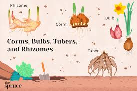 difference between corms bulbs rs