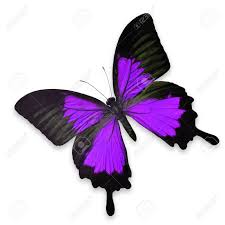 Check spelling or type a new query. Beautiful Black And Purple Butterfly Isolated On White Background Stock Photo Picture And Royalty Free Image Image 27525560
