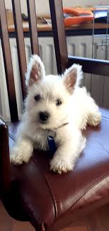 Help over 180,000 pets, that are available through rescues and shelters, find a home. Westie Pups Home Facebook