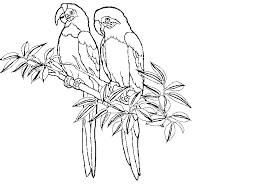 Maybe you would like to learn more about one of these? Coloring Pages Rainforest Bird Coloring Pages Bird Coloring Page Bird Coloring