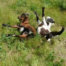 GOAT on Pinterest | Goats, Baby Goats and Pygmy Goats via Relatably.com