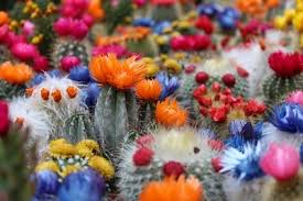 The following photos will allow you to identify cacti and other succulent plants. How To Identify Fake Cactus Flowers Removing Fake Flowers Terrarium Planting Guide